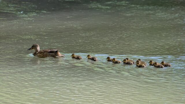 Mother duck leading the way for her babies to follow as they swim on the Provo River.