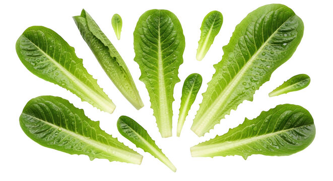 Fresh green romaine lettuce leaves with water droplets arranged in a scattered pattern, isolated on transparent background