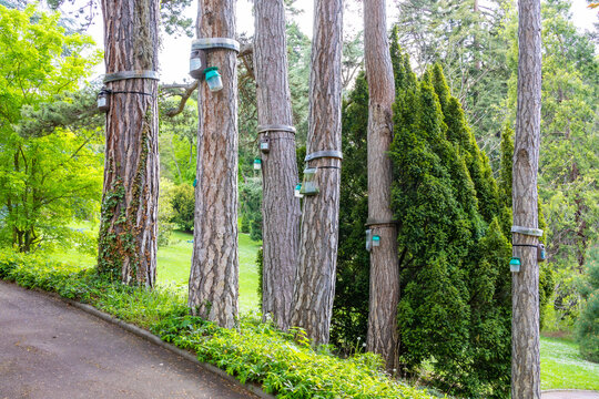 Pheromone Traps Installed on Pine Trees to Control Pine Processionary Caterpillars