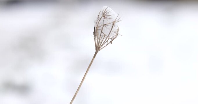 Macro dried plant swaying in the wind with snow. Dried seed head covered in snow blowing in the wind. Frozen wildflower swaying against blurred snowy background