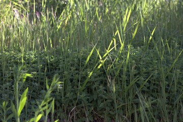 Obraz premium champ herbe prairie soleil été vert arrière-plan macro vert claire 