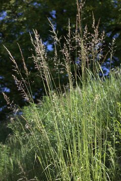 herbe vert arri&egrave;re-plan Europe soleil champ 