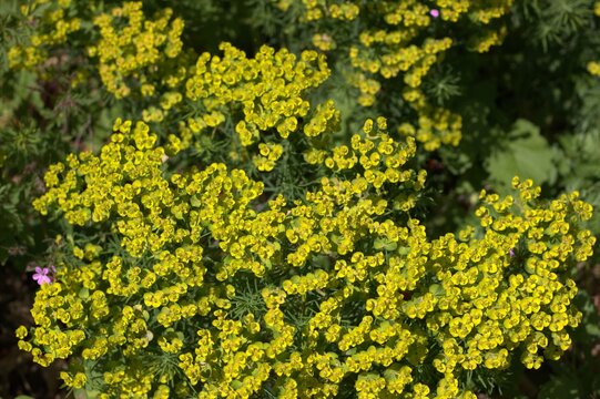 euphorbia cyparissias plante &agrave; fleurs jaune herbac&eacute;e vivace plante toxique pelouses  