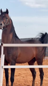 Beautiful Dark Brown Horse Posing in a Sandy Training Corral