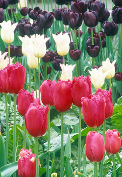 Tulips blooming in Skagit Valley during springtime