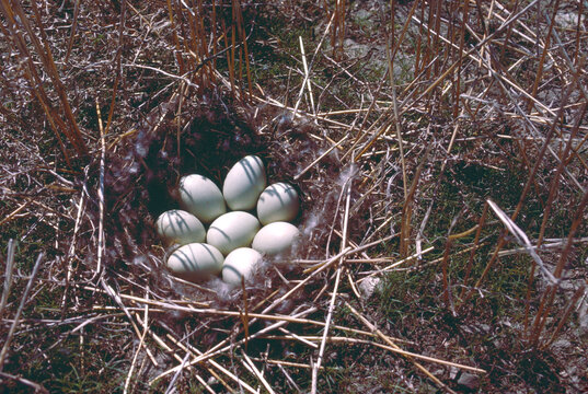 Film photo of duck nest with eggs in prairie grass