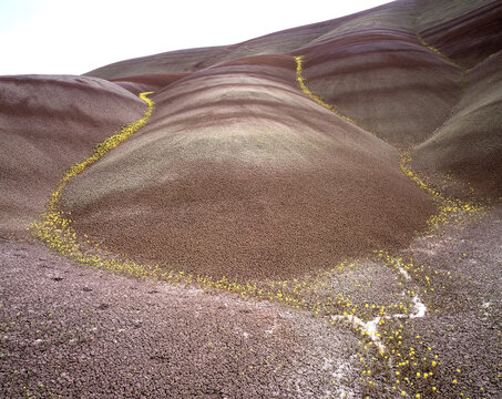 Film photo of Painted Hills with spring flowers Oregon