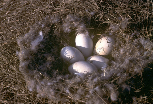 Film photo of Canada goose nest with eggs on pond