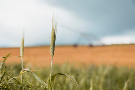 Irrigation on farmland with young grain crop in focus