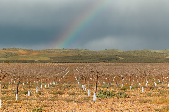 Irrigated farmland orchard rows under storm clouds and rainbow