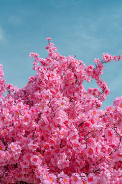 Sakura cherry blossom tree in spring against blue sky