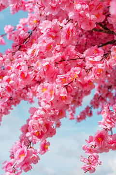 Sakura cherry blossom branch in spring against blue sky
