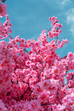 Sakura blossoms in spring against bright blue sky background