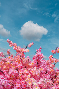 Pink sakura blossom branches against blue sky in spring