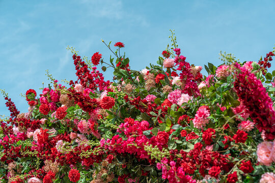 Spring floral wall with red and pink blooms under blue sky