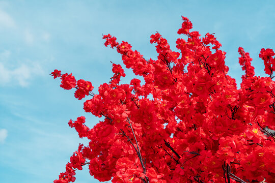 Vibrant red sakura blossoms against blue spring sky
