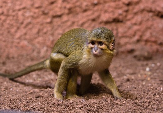 Northern talapoin