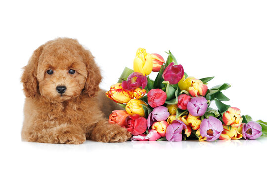 miniature poodle puppy lying on white background with a bouquet of flowers
