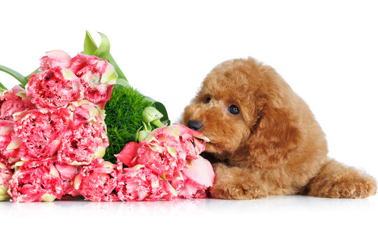 cute poodle puppy tasting tulip flowers on white background