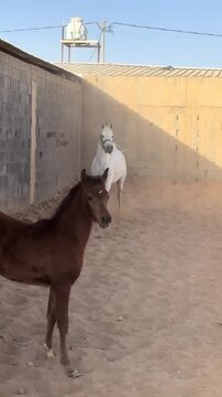 "Beautiful White Mare with her Brown Filly in a Farm Enclosure at Sunset"