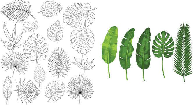 Tropical leaf collection set with black outline and colored green banana monstera and palm leaves on white background vector illustration