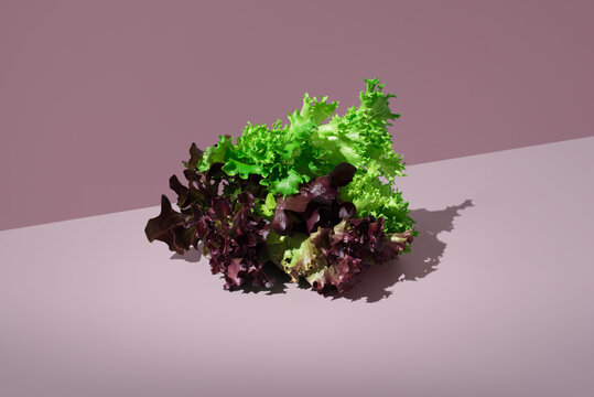 Green and red oak leaf lettuce on a pink background