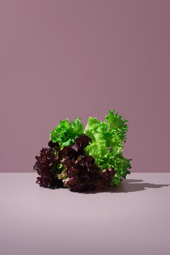Fresh green and red oak leaf lettuce on pink backdrop