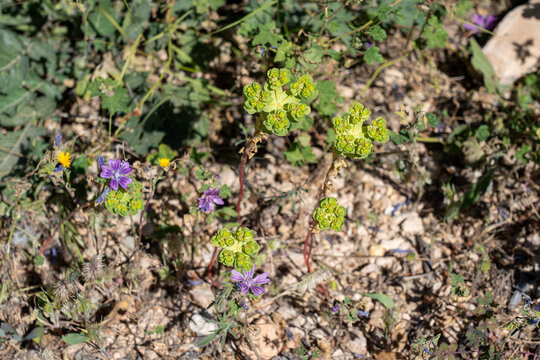 A natural collection of purple mallow and green wood spurge growing in dry, rocky soil under bright sun.