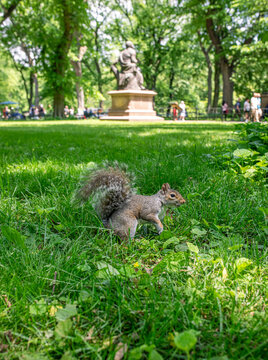 Central park squirrel enjoying a summer day