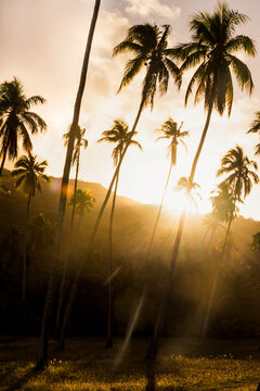 Tropical palm silhouette at sunrise in French Polynesia