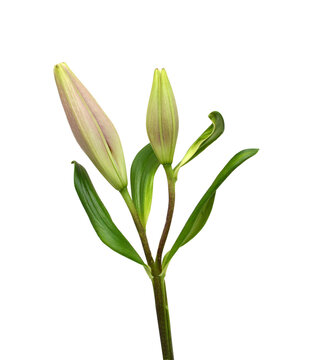 Beautiful Lily flower isolate on white 