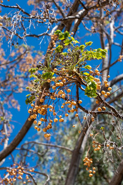 A variation of the Chinaberry branch showing the contrast between aged yellow fruit and fresh spring greenery.