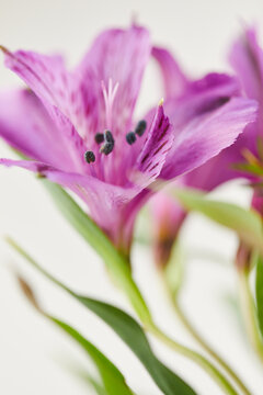 Macro of pink Alstroemeria flower with soft white background