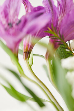 Macro of pink Alstroemeria flower with soft white background