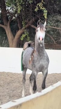 Beautiful Dapple Grey Stallion Walking Towards Camera.