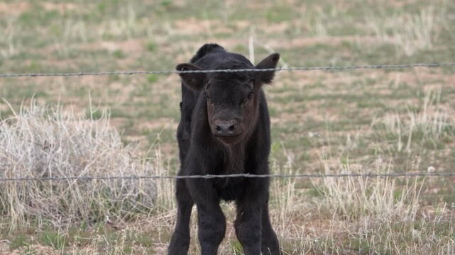 Cute calf standing behind a fence in a field during spring in Utah.
