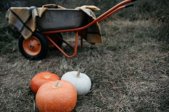 Pumpkins in field near wheelbarrow during autumn harvest