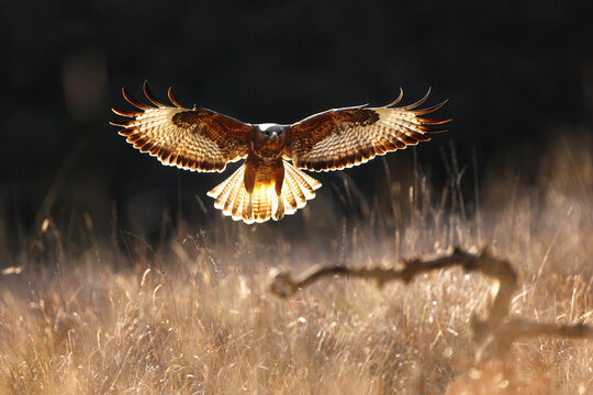 Common buzzard hovering over meadow in golden sunlight