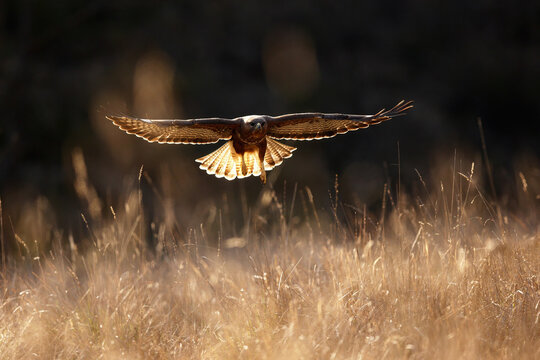 Common buzzard flying low over meadow in golden light