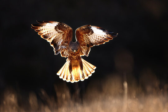 Common buzzard hovering in flight over meadow at dusk