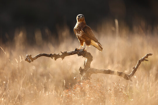 Common buzzard perched on branch in golden meadow light