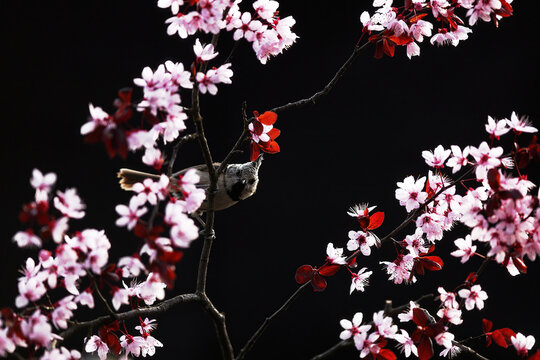 Coal tit perched among pink blossom on dark background