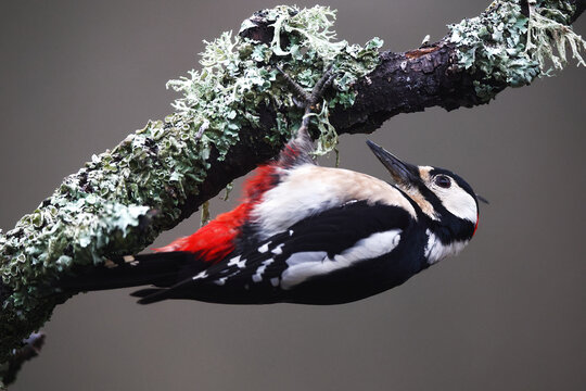 Great spotted woodpecker clinging to lichen branch