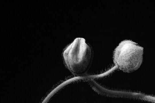 Fine art poppy bud still life in dramatic black and white