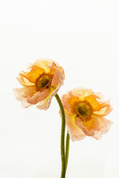 Fine art poppy pair in soft spring botanical style