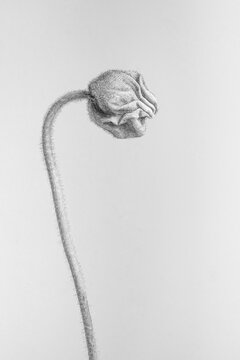 Minimal fine art floral of a delicate poppy bud on a curved stem