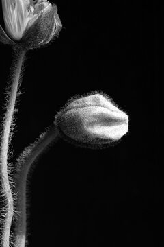 Fine art botanical close-up of a poppy bud and hairy stem