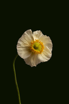 Fine art poppy flower portrait on dark botanical background
