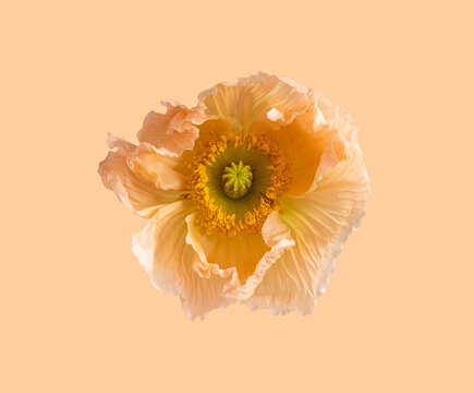 Soft peach poppy bloom in minimal fine art botanical style