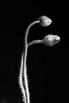Fine art poppy bud silhouette on black background